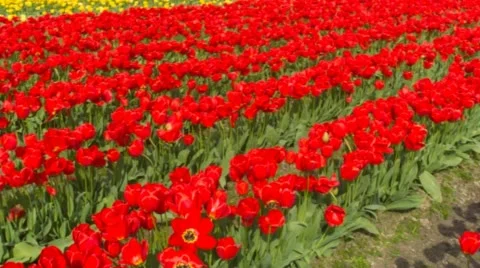 Venture through the Tulip Field Video stock 48873188