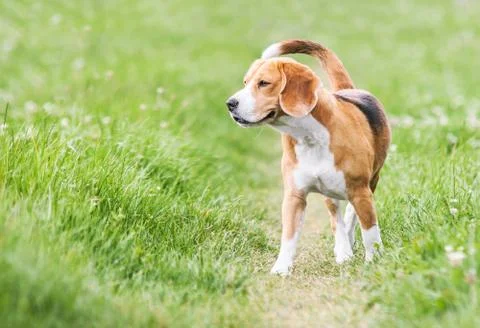 Venturous beagle at the walk Stock Photos
