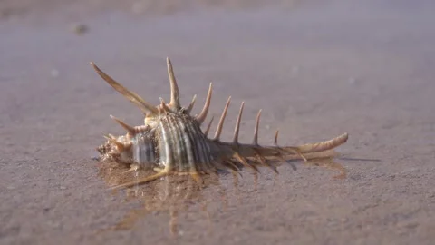 Venus Comb Murex Pecten on the Beach at Low Tide - Static Stock Footage 254457566