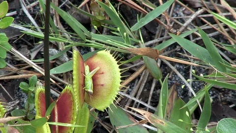 Venus fly trap catching grasshopper Stock Footage 122261259