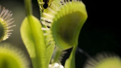 Venus fly trap close up after eating and digesting fly. Insect eating plants fee Video stock 114985219