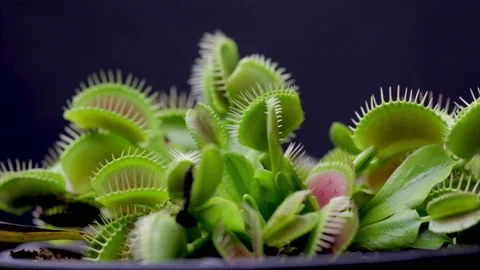 Venus fly trap close up carnivorous plant leaves macro view. 库存影片 203857060