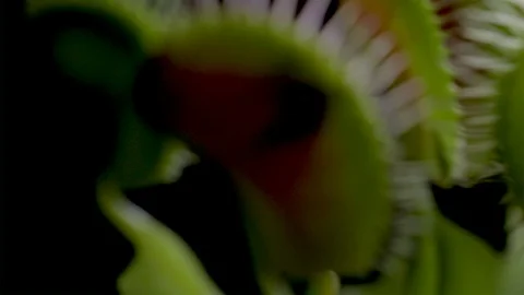 Venus Fly Trap close up. Green and Red carnivorous plant. Botany concept.   库存影片 97069818