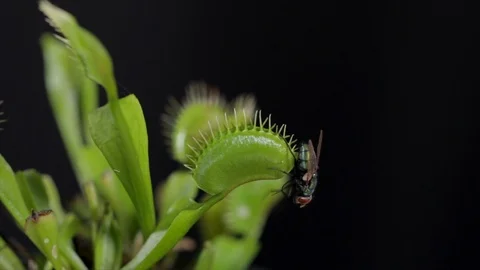 Venus fly trap closes missing fly. Close call near death experience escaping a V Stockbeeldmateriaal 118083940