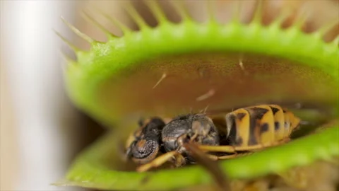 Venus fly trap with dead prey after consumption. Fed leaves of Fly Trap. Video stock 161907588