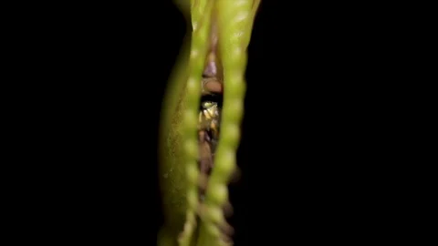 Venus fly trap eating a fly close up. Plants that eat insects. Carnivorous plant Stock Footage 112652486