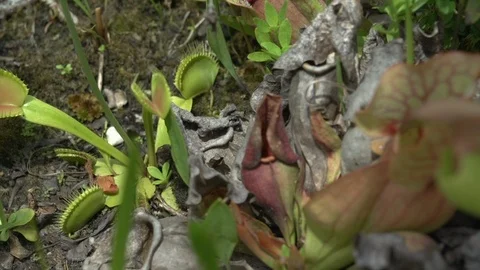 The venus fly trap Stock Footage 90163243