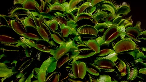Venus fly trap growing time lapse plant growing leaves. Stock Footage 256522719