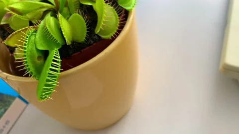 Venus fly trap has a fly in its catch that is still moving Stock Footage 132821172