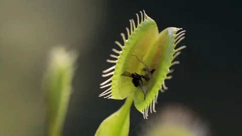 Venus fly trap open after eating fly in its trap. Carnivorous plants the feed on Stockbeeldmateriaal 114985344