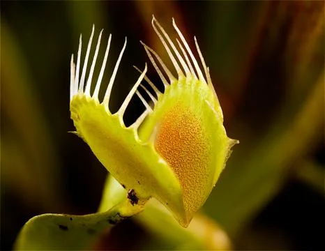 Venus fly trap Stock Photos