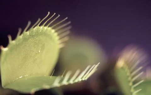 Venus fly trap Stock Photos