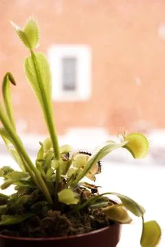 Venus Fly Trap Stock Photos