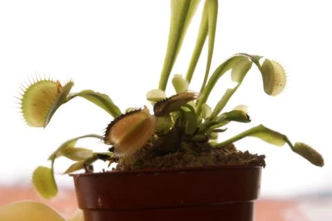 Venus Fly Trap 스톡 사진