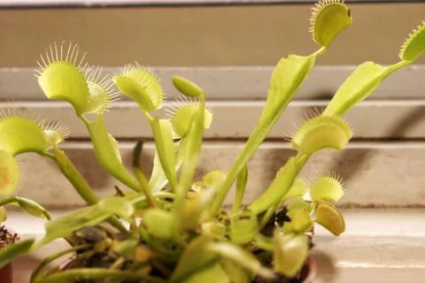 Venus Fly Trap Stock Photos