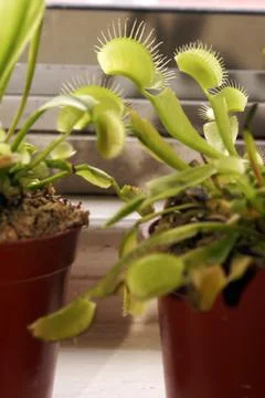 Venus Fly Trap Stock Photos
