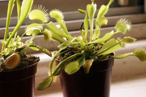 Venus Fly Trap Stock Photos