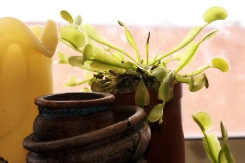 Venus Fly Trap Stock Photos