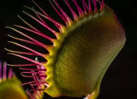 A Venus Fly Trap Side Stock Photos