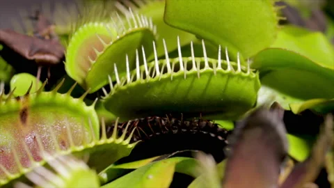 Venus fly trap too slow for prey. Insect survives a death trap.  Stock Footage 220532571