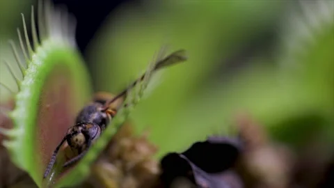 Venus fly trap wasp eaten by carnivorous plant. Video stock 161908122