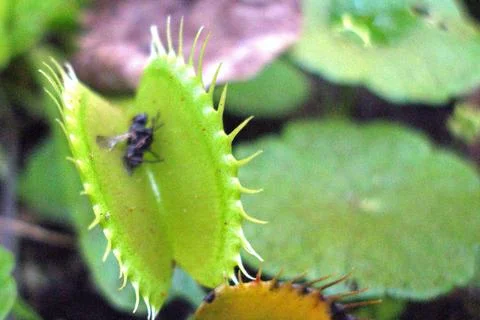 Venus Flytrap 1 Foto stock