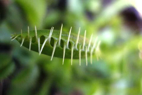 Venus Flytrap 2 Foto stock