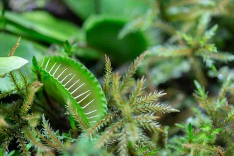 The Venus flytrap, also called Dionaea muscipula, is a predatory insect trap  库存照片