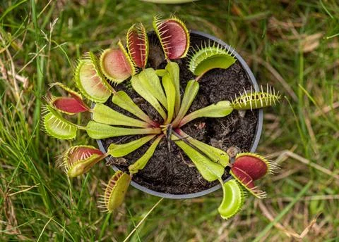Venus flytrap, also known as Dionaea muscipula. Venus flytrap, also known ... 库存照片