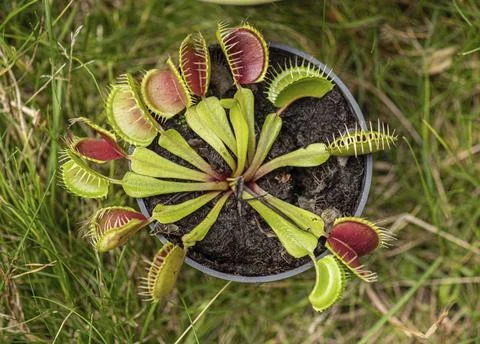 Venus flytrap, also known as Dionaea muscipula Foto stock