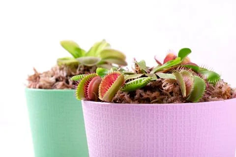 Venus flytrap and butterwort, carnivorous plants, in pots Stock-Fotos