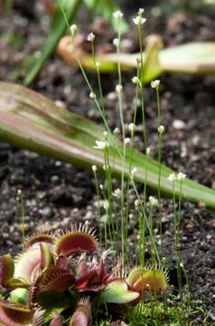 Venus flytrap and unidentified plant with delicate stems and white flowers Stock Photos