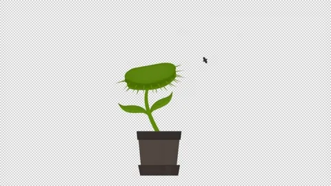 Venus flytrap. Animation of a carnivorous plant in a pot. Cartoon 스톡 동영상 144467606