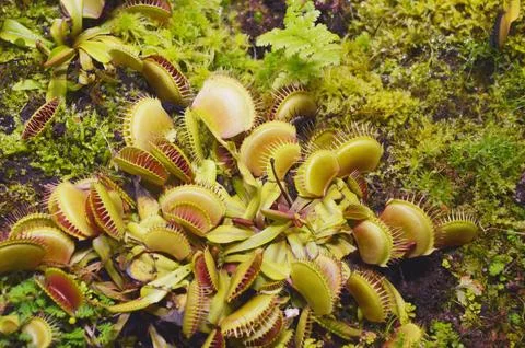 Venus flytrap. Bright leaves of the plant in the botanical garden. Carnivorou Foto stock