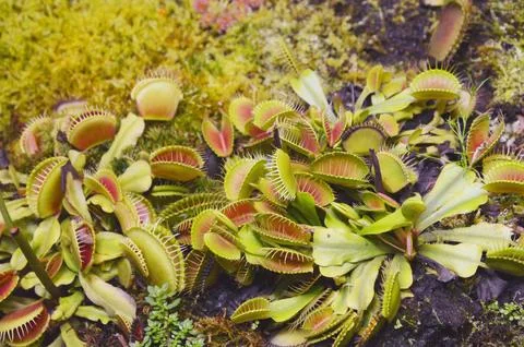 Venus flytrap. Bright leaves of the plant in the botanical garden. Carnivor.. 库存照片