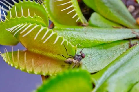 Venus Flytrap with Captured Fly Stock Photos