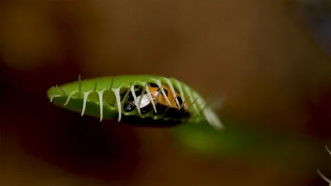 Venus flytrap captures live food. Close up of insect caught in a carnivorous. Stock Footage 97946320