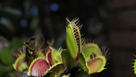 Venus Flytrap capturing an insect Video stock 266072154