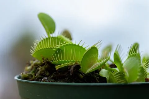 Venus flytrap carnivorous houseplant 库存照片