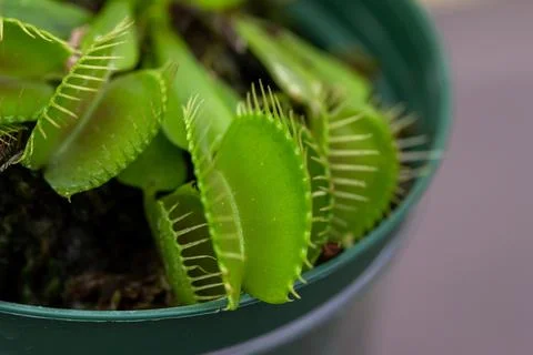 Venus flytrap carnivorous houseplant Foto stock