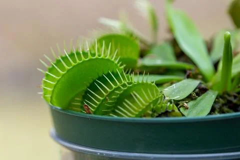 Venus flytrap carnivorous houseplant Stock Photos