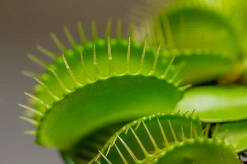 Venus flytrap carnivorous houseplant Stock Photos