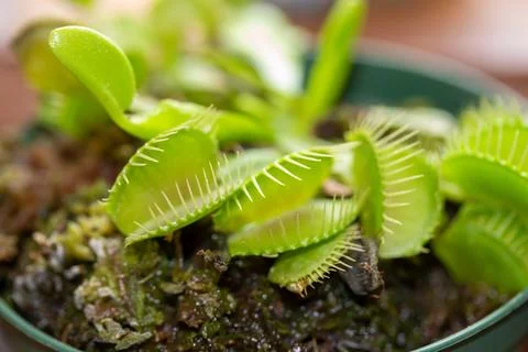 Venus flytrap carnivorous houseplant Foto stock