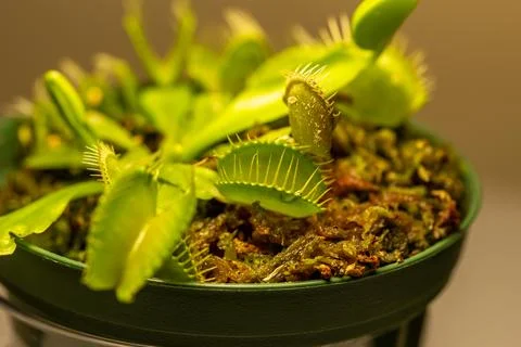 Venus flytrap carnivorous houseplant 库存照片
