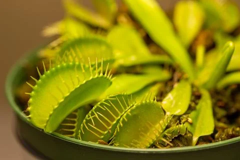 Venus flytrap carnivorous houseplant Stock Photos