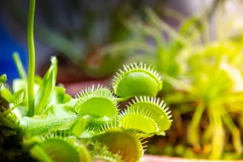 Venus flytrap carnivorous plant close-up view 스톡 사진