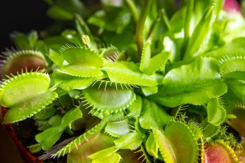 Venus flytrap carnivorous plant close-up view 库存照片