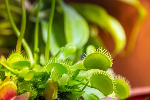 Venus flytrap carnivorous plant close-up view 库存照片