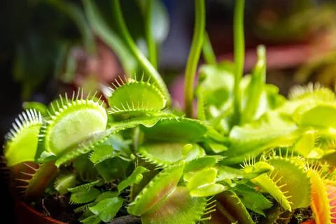  Venus flytrap carnivorous plant close-up view Venus flytrap carnivorous p... 库存照片