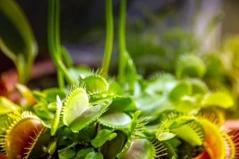 Venus flytrap carnivorous plant close-up view Venus flytrap carnivorous pl... Stock Photos